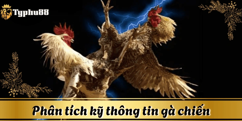 ca-cuoc-da-ga-phan-tich-thong-tin