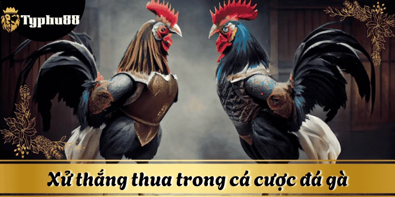 ca-cuoc-da-ga-xu-thang-thua