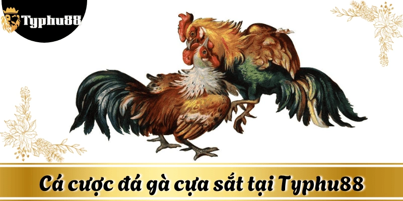 cach-ca-cuoc-da-ga-cua-sat-typhu88