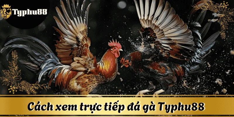 cach-xem-truc-tiep-da-ga-Typhu88