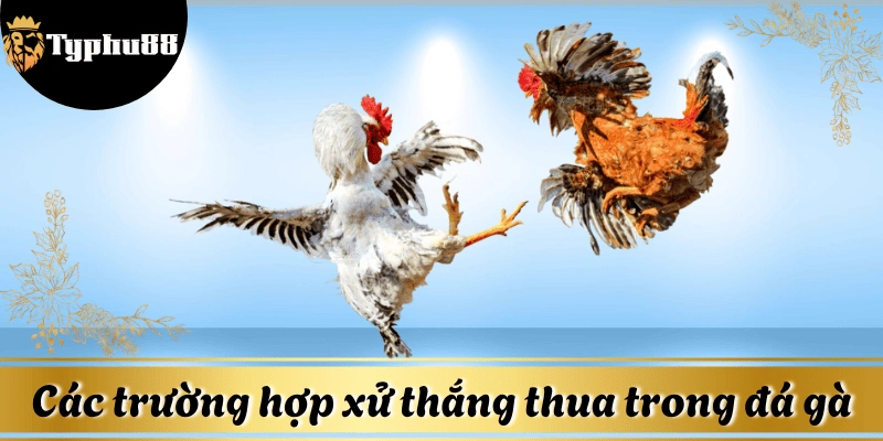 luat-choi-truc-tiep-da-ga-Typhu88