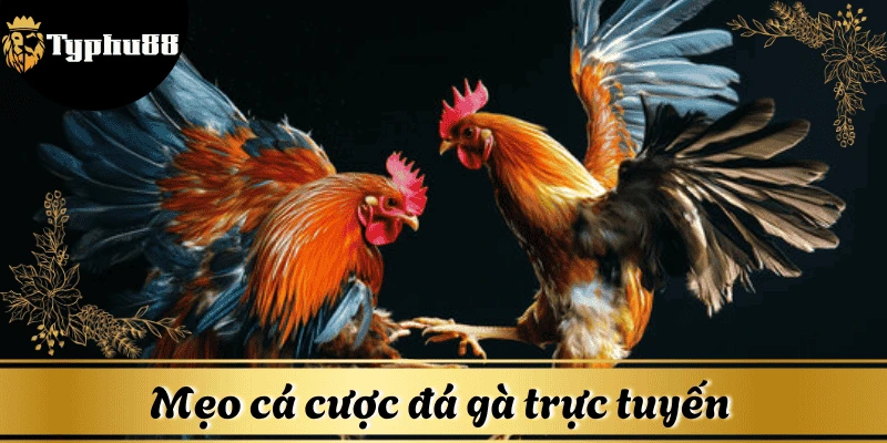 meo-ca-cuoc-truc-tiep-da-ga-Typhu88