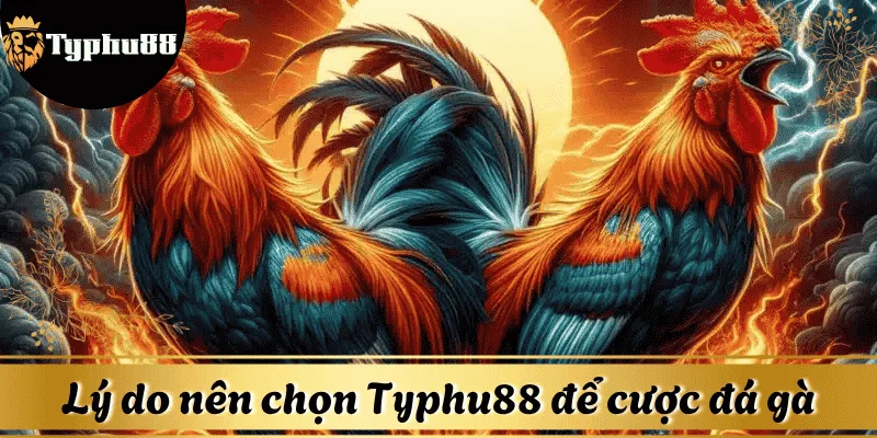 uu-diem-cuoc-da-ga-Typhu88